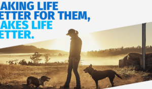 ahrebates seresto collar